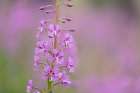 USA-Colorado-Gunnison National Forest Fireweed flowers close-up Art Print